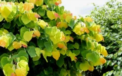 The Rising Sun Redbud Tree - 5 Gallon Pot -Plant Promotion Store Redbud Rising Sun 33