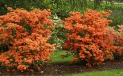 Gibraltar Azalea (Rhododendron) - 3 Gallon Pot 9 Gibraltar Azalea (Rhododendron) - 3 Gallon Pot -Plant Promotion Store Rhododendron Gibraltar 1