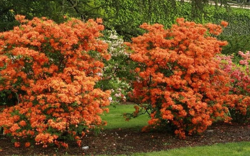 Gibraltar Azalea (Rhododendron) - 3 Gallon Pot 4 Gibraltar Azalea (Rhododendron) - 3 Gallon Pot - Image 4