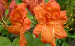 Gibraltar Azalea (Rhododendron) - 3 Gallon Pot 11 Gibraltar Azalea (Rhododendron) - 3 Gallon Pot -Plant Promotion Store Rhododendron Gibraltar 3