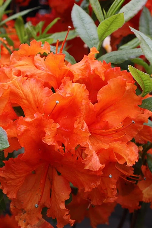 Gibraltar Azalea (Rhododendron) - 3 Gallon Pot 1 Gibraltar Azalea (Rhododendron) - 3 Gallon Pot