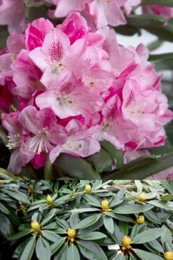 Southgate 'Splendor' Rhododendron - 2 Gallon Pot -Plant Promotion Store Rhododendron Southgate Splendor 500x750 1
