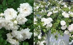 White Drift Rose - 2 Gallon Pot 11 White Drift Rose - 2 Gallon Pot -Plant Promotion Store Ride White Drift Blooms 3