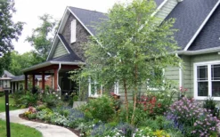 River Birch Tree (Betula Nigra) - 1 Gallon Pot -Plant Promotion Store River Birch Tree B