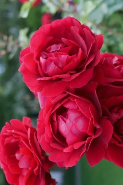 Don Juan Climbing Rose - 3 Gallon Pot 11 Don Juan Climbing Rose - 3 Gallon Pot -Plant Promotion Store Rose Climbing Don Juan 2