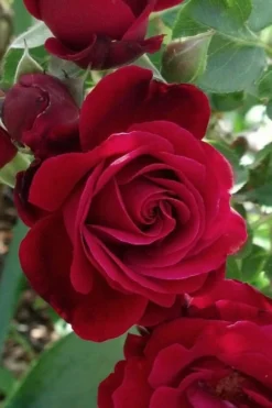 Don Juan Climbing Rose - 3 Gallon Pot 12 Don Juan Climbing Rose - 3 Gallon Pot -Plant Promotion Store Rose Climbing Don Juan 3
