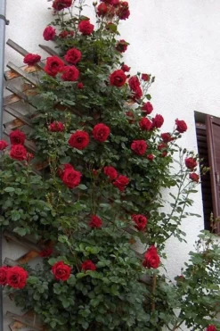 Don Juan Climbing Rose - 3 Gallon Pot 14 Don Juan Climbing Rose - 3 Gallon Pot -Plant Promotion Store Rose Climbing Don Juan 6