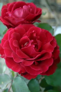 Don Juan Climbing Rose - 3 Gallon Pot