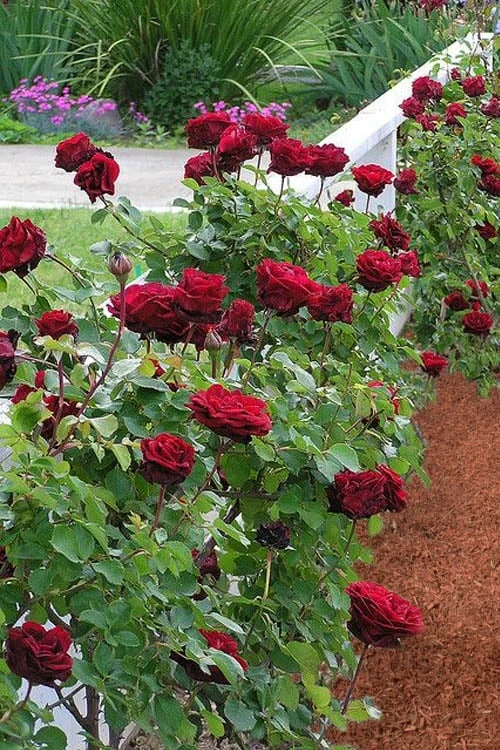 Don Juan Climbing Rose - 3 Gallon Pot 8 Don Juan Climbing Rose - 3 Gallon Pot - Image 8