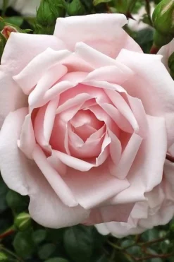 New Dawn Climbing Rose - 5 Gallon Pot