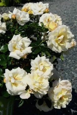 Popcorn Drift Groundcover Rose - 3 Gallon Pot 11 Popcorn Drift Groundcover Rose - 3 Gallon Pot -Plant Promotion Store Rose Drift Popcorn 10