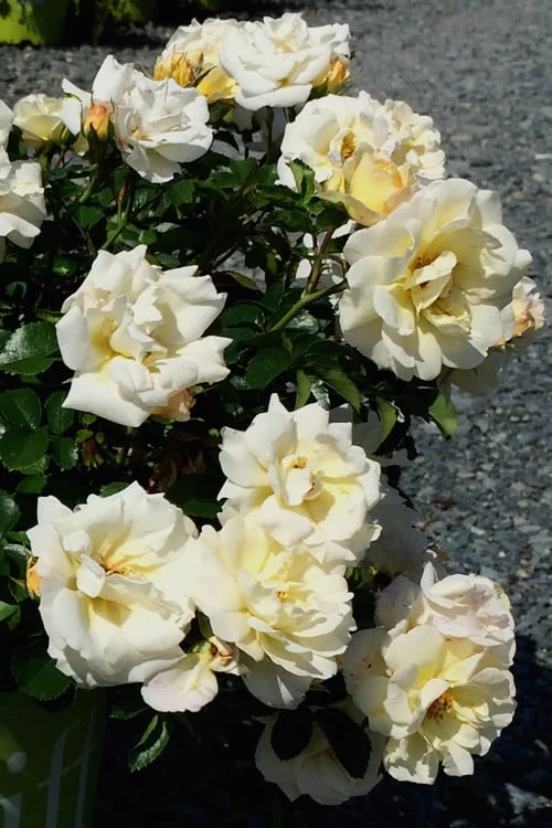 Popcorn Drift Groundcover Rose - 3 Gallon Pot 6 Popcorn Drift Groundcover Rose - 3 Gallon Pot - Image 6