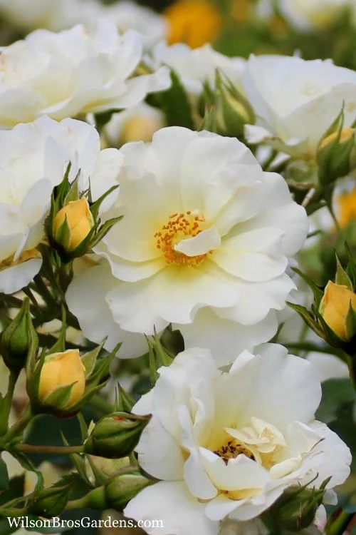 Popcorn Drift Groundcover Rose - 3 Gallon Pot 1 Popcorn Drift Groundcover Rose - 3 Gallon Pot