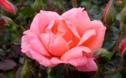 Coral Knock Out Rose - 1 Gallon Pot -Plant Promotion Store Rose Knock Out Coral 21