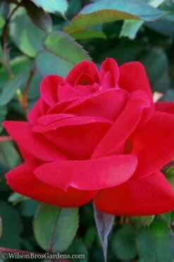 Red Double Knock Out Rose - 3 Gallon Pot 8 Red Double Knock Out Rose - 3 Gallon Pot -Plant Promotion Store Rose Knock Out Double Red 10