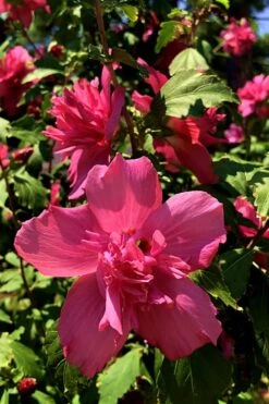 Lucy Rose Of Sharon (Single Trunk Tree) - 7 Gallon Pot (4-5') -Plant Promotion Store Rose Of Sharon Lucy 13