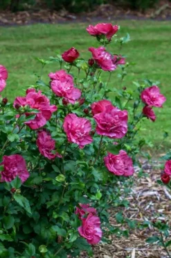 Magenta Chiffon Rose Of Sharon - Hibiscus Syriacus - 2 Gallon Pot -Plant Promotion Store Rose Of Sharon Magenta Chiffon 6