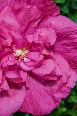 Magenta Chiffon Rose Of Sharon - Hibiscus Syriacus - 2 Gallon Pot -Plant Promotion Store Rose Of Sharon Magenta Chiffon 7