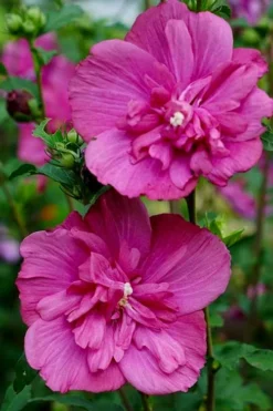 Magenta Chiffon Rose Of Sharon - Hibiscus Syriacus - 2 Gallon Pot -Plant Promotion Store Rose Of Sharon Magenta Chiffon 8