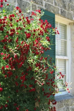 Red Cascade Miniature Climbing Rose - 6 Pack Of 1 Gallon Pots 17 Red Cascade Miniature Climbing Rose - 6 Pack Of 1 Gallon Pots -Plant Promotion Store Rose Red Cascade 10