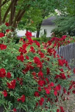 Red Cascade Miniature Climbing Rose - 6 Pack Of 1 Gallon Pots 16 Red Cascade Miniature Climbing Rose - 6 Pack Of 1 Gallon Pots -Plant Promotion Store Rose Red Cascade 11