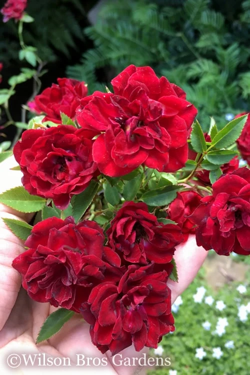 Red Cascade Miniature Climbing Rose - 6 Pack Of 1 Gallon Pots 1 Red Cascade Miniature Climbing Rose - 6 Pack Of 1 Gallon Pots