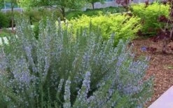 Arp Rosemary - 1 Gallon Pot -Plant Promotion Store Rosemary Arp Blooming