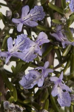 Barbeque Rosemary Plant - 6 Pack Of Pint Pots -Plant Promotion Store Rosemary Barbeque 13