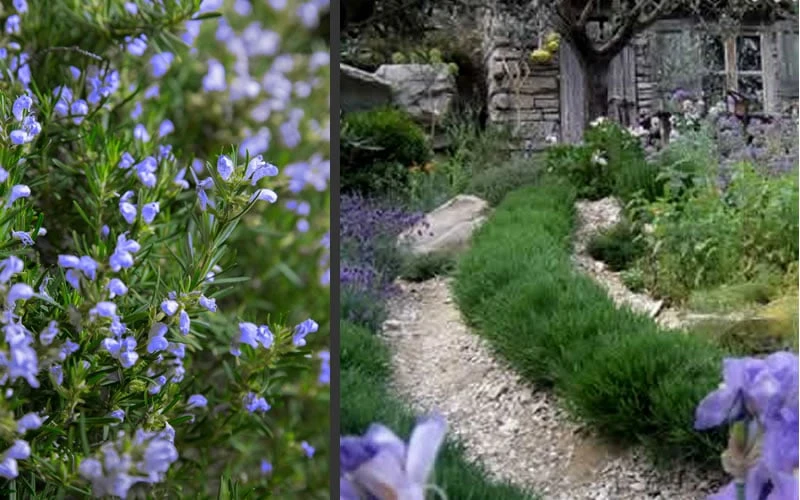 Chef's Choice Rosemary - 1 Gallon Pot 5 Chef's Choice Rosemary - 1 Gallon Pot - Image 5