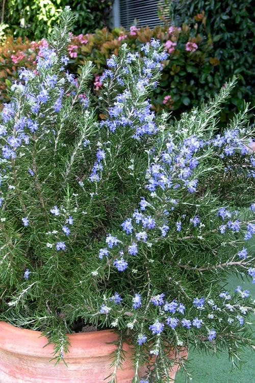Chef's Choice Rosemary - 1 Gallon Pot 1 Chef's Choice Rosemary - 1 Gallon Pot