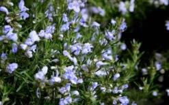 Chef's Choice Rosemary - 1 Gallon Pot 8 Chef's Choice Rosemary - 1 Gallon Pot -Plant Promotion Store Rosemary Chefs Choice Flowers