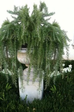 Foxtail Rosemary Plant - 1 Gallon Pot -Plant Promotion Store Rosemary Foxtail 2