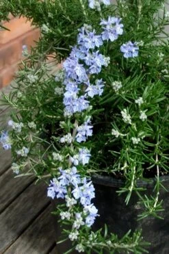 Foxtail Rosemary Plant - 1 Gallon Pot -Plant Promotion Store Rosemary Foxtail 3
