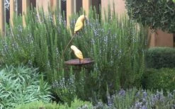 Tuscan Blue Rosemary - 5 Pack Of Quart Pots -Plant Promotion Store Rosemary Tuscan Blue 2