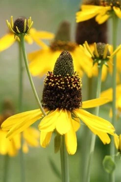 Great Coneflower (Rudbeckia Maxima ) - 6 Pack Of 1 Gallon Pots -Plant Promotion Store Rudbeckia Maxima Great Coneflower 1