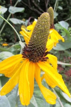 Great Coneflower (Rudbeckia Maxima ) - 6 Pack Of 1 Gallon Pots -Plant Promotion Store Rudbeckia Maxima Great Coneflower 6
