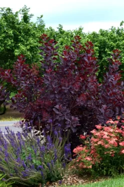 Royal Purple Smoke Tree (Smokebush) - Cotinus Coggygria - 2 Gallon Pot 18 Royal Purple Smoke Tree (Smokebush) - Cotinus Coggygria - 2 Gallon Pot -Plant Promotion Store SMoke Tree Royal Purple 20