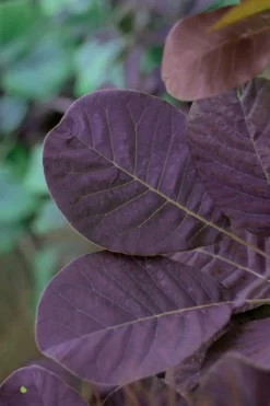 Royal Purple Smoke Tree (Smokebush) - Cotinus Coggygria - 2 Gallon Pot 15 Royal Purple Smoke Tree (Smokebush) - Cotinus Coggygria - 2 Gallon Pot -Plant Promotion Store SMoke Tree Royal Purple 22