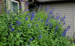 Black And Blue Salvia (Blue Anise Sage) - Salvia Guaranitica -1 Gallon Pot -Plant Promotion Store Salvia Black And Blue 6