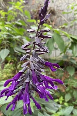 Purple Majesty Salvia (Salvia Guaranitica) - 1 Gallon Pot -Plant Promotion Store Salvia Guarantica Purple Majesty 1