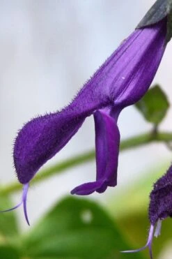 Purple Majesty Salvia (Salvia Guaranitica) - 1 Gallon Pot -Plant Promotion Store Salvia Guarantica Purple Majesty 4