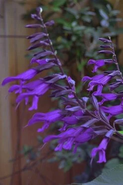 Purple Majesty Salvia (Salvia Guaranitica) - 1 Gallon Pot -Plant Promotion Store Salvia Guarantica Purple Majesty 5