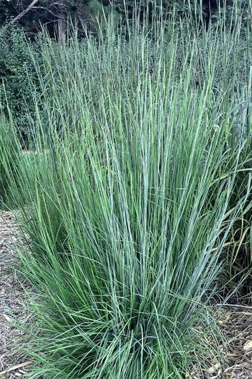 Blaze Little Bluestem Grass (Schizachyrium Scoparium) - 8 Pack Of 1 Gallon Pots 4 Blaze Little Bluestem Grass (Schizachyrium Scoparium) - 8 Pack Of 1 Gallon Pots - Image 4