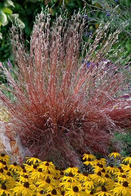Blaze Little Bluestem Grass (Schizachyrium Scoparium) - 8 Pack Of 1 Gallon Pots 1 Blaze Little Bluestem Grass (Schizachyrium Scoparium) - 8 Pack Of 1 Gallon Pots