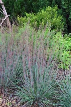 The Blues Little Bluestem Grass (Schizachyrium Scoparium) - 8 Pack Of 1 Gallon Pots -Plant Promotion Store Schizachyrium scoparium the blues little bluestem grass 6