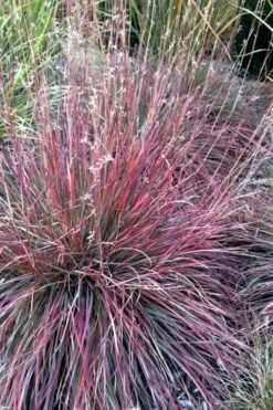 The Blues Little Bluestem Grass (Schizachyrium Scoparium) - 8 Pack Of 1 Gallon Pots -Plant Promotion Store Schizachyrium scoparium the blues little bluestem grass 7