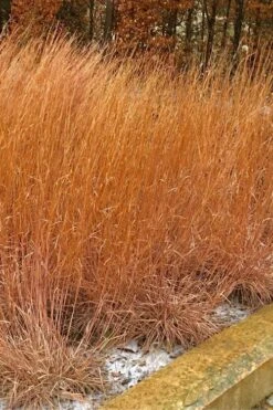 The Blues Little Bluestem Grass (Schizachyrium Scoparium) - 8 Pack Of 1 Gallon Pots -Plant Promotion Store Schizachyrium scoparium the blues little bluestem grass 9