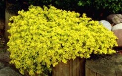Gold Moss Sedum - 10 Pack Of 4" Pint Pots -Plant Promotion Store Sedum Acre Gold Moss 1