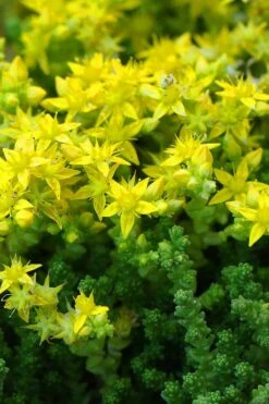 Gold Moss Sedum - 10 Pack Of 4" Pint Pots -Plant Promotion Store Sedum Acre Gold Moss 3