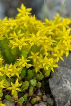 Gold Moss Sedum - 10 Pack Of 4" Pint Pots -Plant Promotion Store Sedum Acre Gold Moss 4
